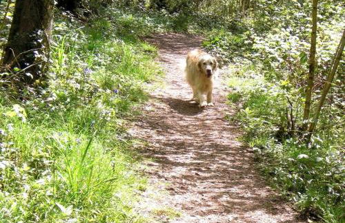 Foxes Reach - nrTintern Wye Valley hot tub EV - Foto 42