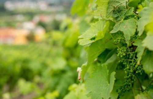 Quinta de Lourosa - Foto 54