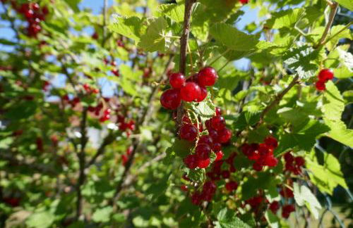 Idas Garten - Foto 39