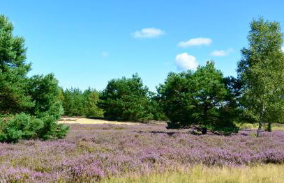 An der Heide - Foto 13