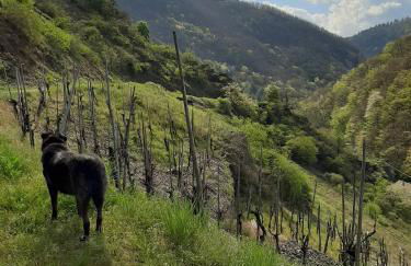 Alkener Elfenhaus mit kostenlosen Gäste Ticket - Foto 33