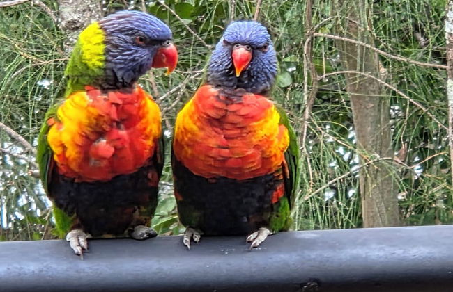 Noosa Holiday Accommodation - Foto 24