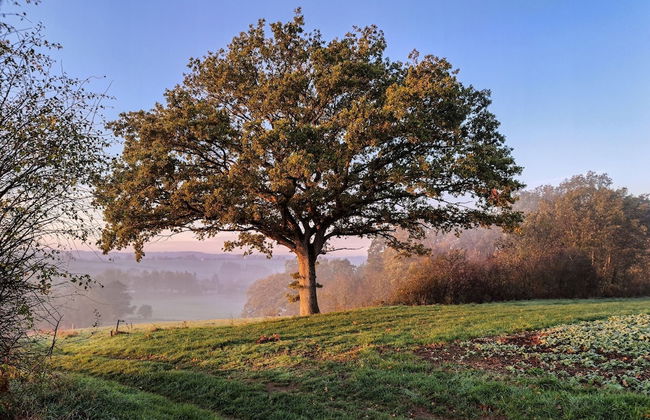 A l Ombre des Tilleuls - Foto 15