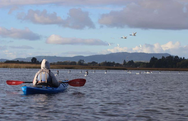 Kayaing Tour in The Valdivia River - Photo 2
