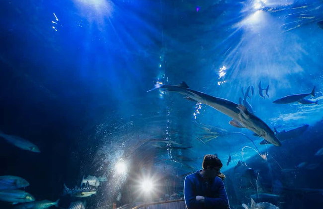 Biglietti per l'Aquarium of the Bay - Foto 4