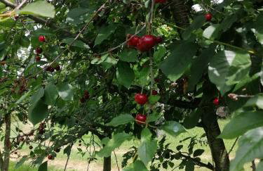 Agroturystyka u podnóża Gór Sowich - Foto 12