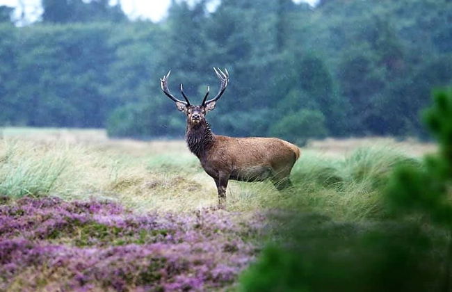 "Elsa" - 700m from the sea - Foto 7