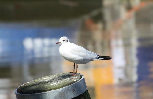 Treeneperle - Foto 23