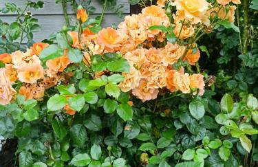 Świerkowe Siedlisko pokoje gościnne - Foto 21