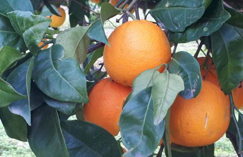 Quintinha dos Cedros - Foto 49