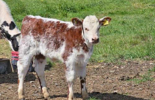 Robins Sunset Holiday Home - Foto 31