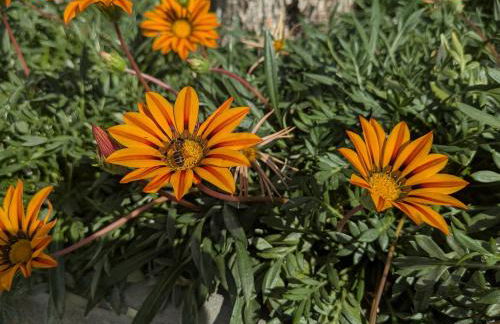 Recanto do Ti Ze II - Foto 13