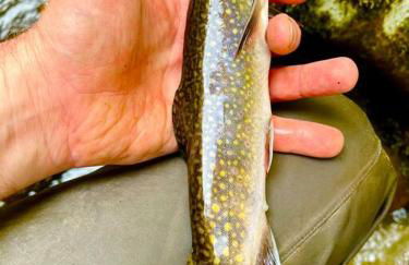 The Owl's Perch - Foto 22