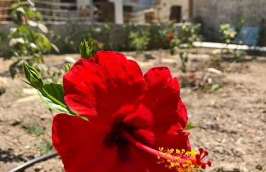 Naiades Residence - Foto 6