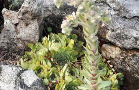 Apartments Velic - Foto 67