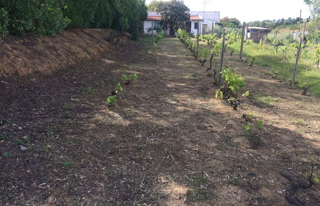 Nature Houses - Foto 38