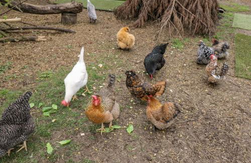 Orchard House Cottage - Foto 19