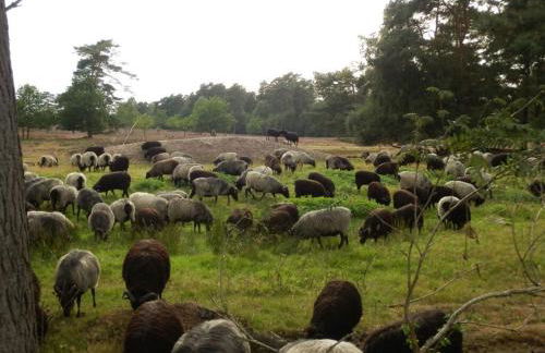 detached holiday home Kasch - Foto 19