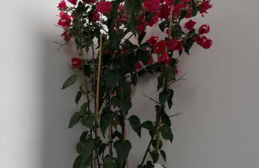 Casa Low Cost - Foto 61