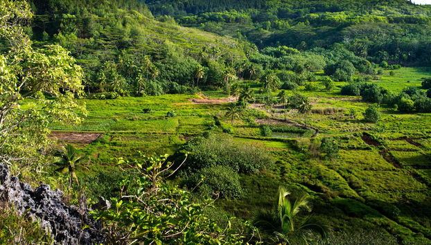 Tour por Rarotonga - Foto 3, Descubriendo el interior de la isla