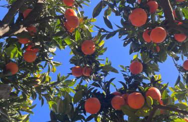 Paraíso a Dois em Estremoz - Foto 29