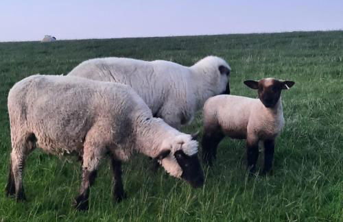 Ferienhaus Grietjes Huus - Photo 14