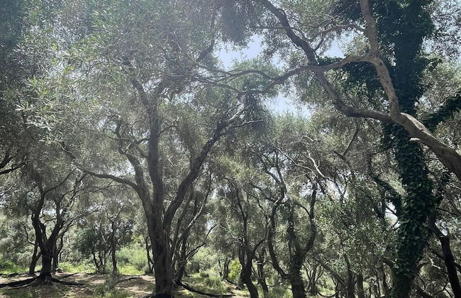 Villa Elysium Parga Luxury Detached Property in Private Grounds - Photo 19