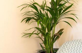 Gioma Luxury Villas - Foto 37