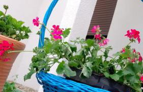 Agroturystyka Zaborski Sad - Foto 11