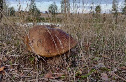 Domek Letniskowy ZŁOTY KARAŚ - Foto 40
