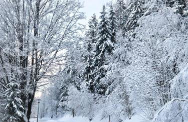 Klein Waldseele - Foto 57