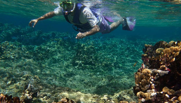 Fauna Coralina Snorkelling Activity - Photo 4
