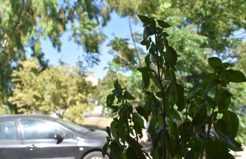 Lily's house near the beach - Photo 33