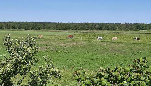 Wiesenblick - Foto 2