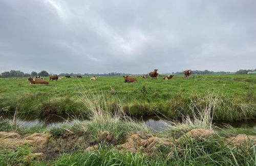 Kuh Blick Ferienhaus Sehestedt - Photo 22