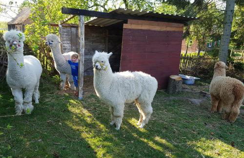 Alpakatherapie und Ferienhof Charlottenthal - Foto 50