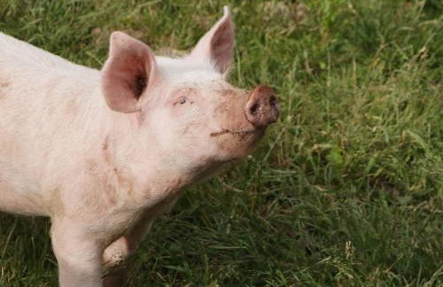 Bottom Lodge - Foto 20