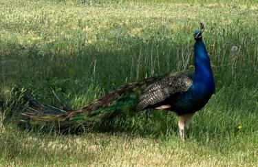 Prairie Dog Perch Tiny Home - Foto 36