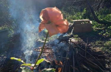 Tan y coed's Rosemary Cabin - Photo 19