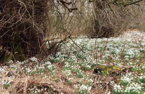 Carnell Country Estate & Holiday Cottages in Ayrshire - Foto 23