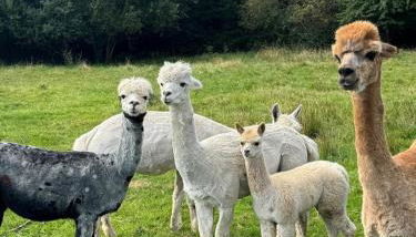 Samsfield Barn - Photo 2