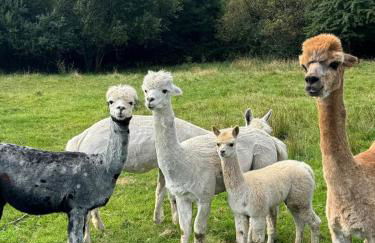 Samsfield Barn - Photo 2