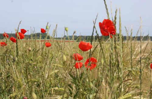 Apartment in Pepelow for Zwei Personen - Foto 29
