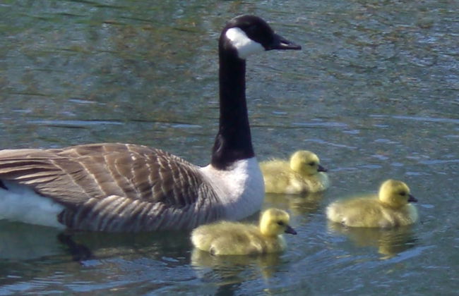 Polean Farm Cottages - Photo 67