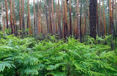 El nido del Mirlo - Foto 13