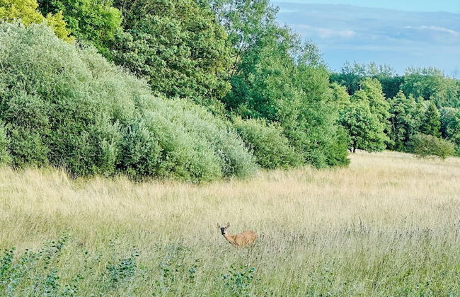 la maison dans les bois - Foto 15