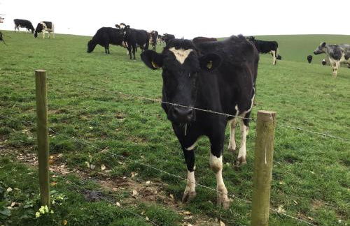 Cozy Camborne Studio Retreat With two Single Beds - Photo 64