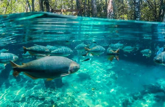 Excursión al Aquário Encantado de Nobres - Foto 1