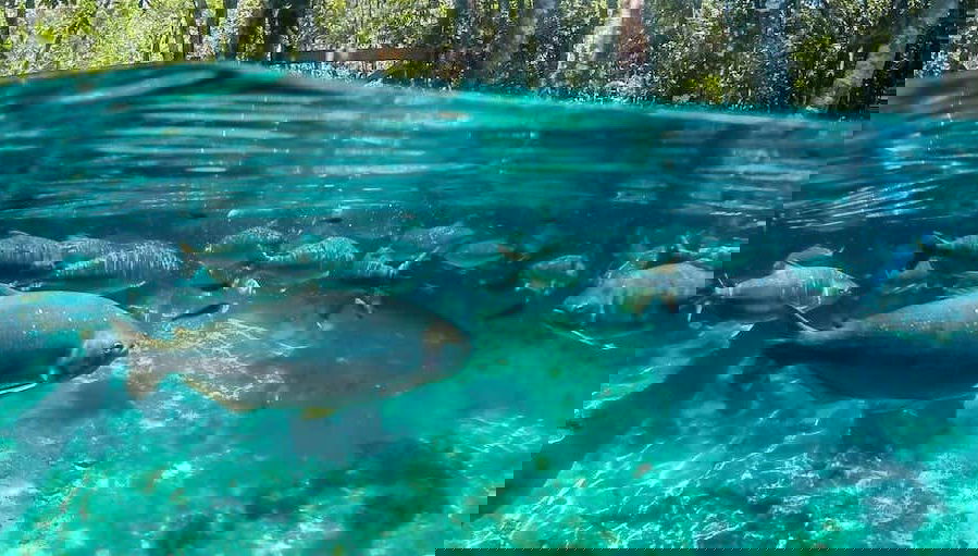 Excursión al Aquário Encantado de Nobres