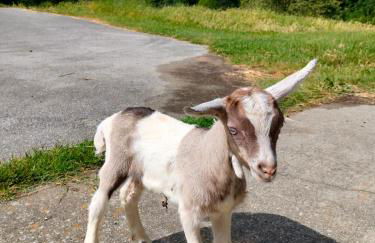 Casa in campagna nelle Langhe - Foto 28